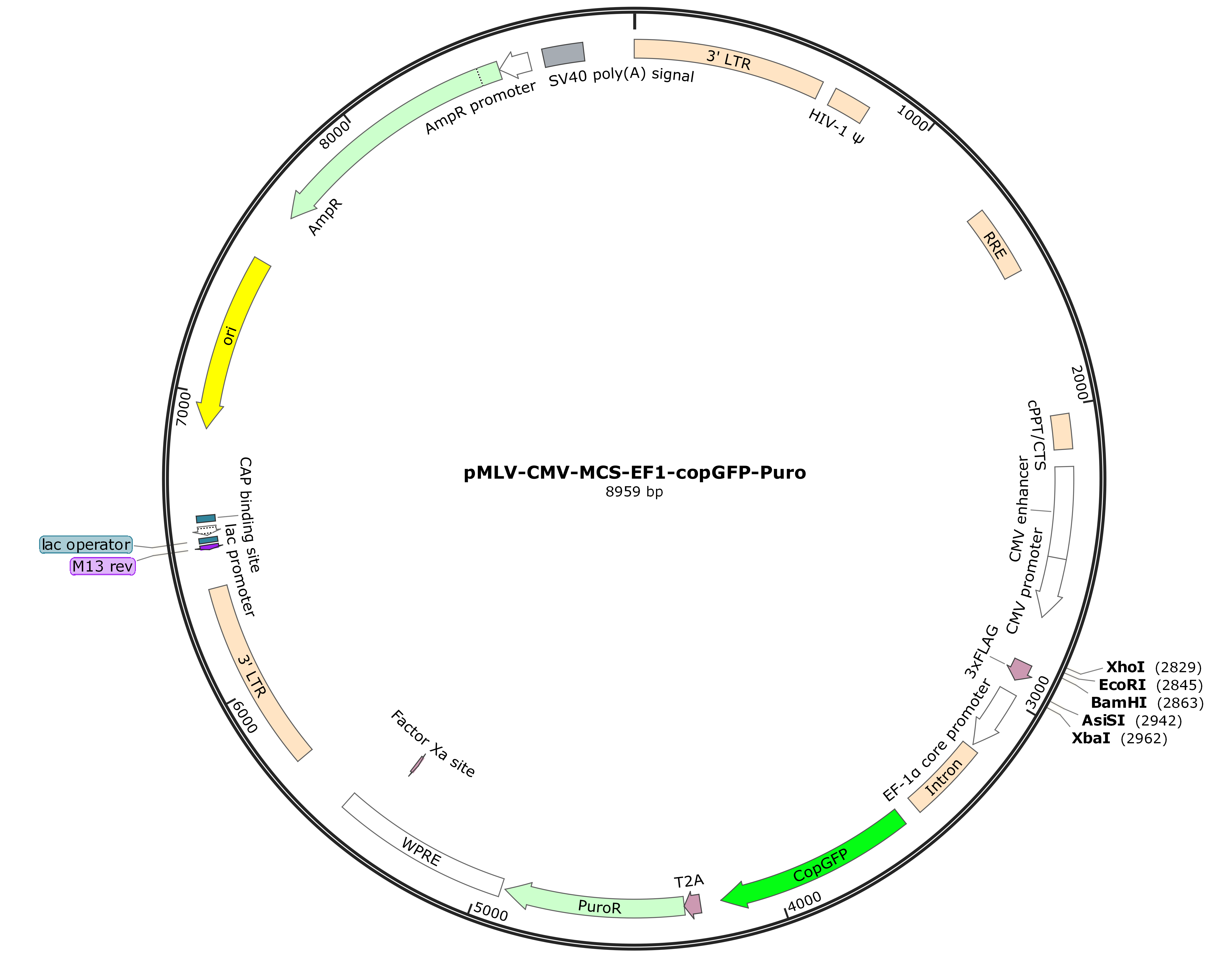 pMLV-CMV-MCS-EF1-copGFP-Puro